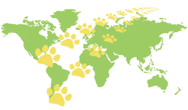 International Pet Moves