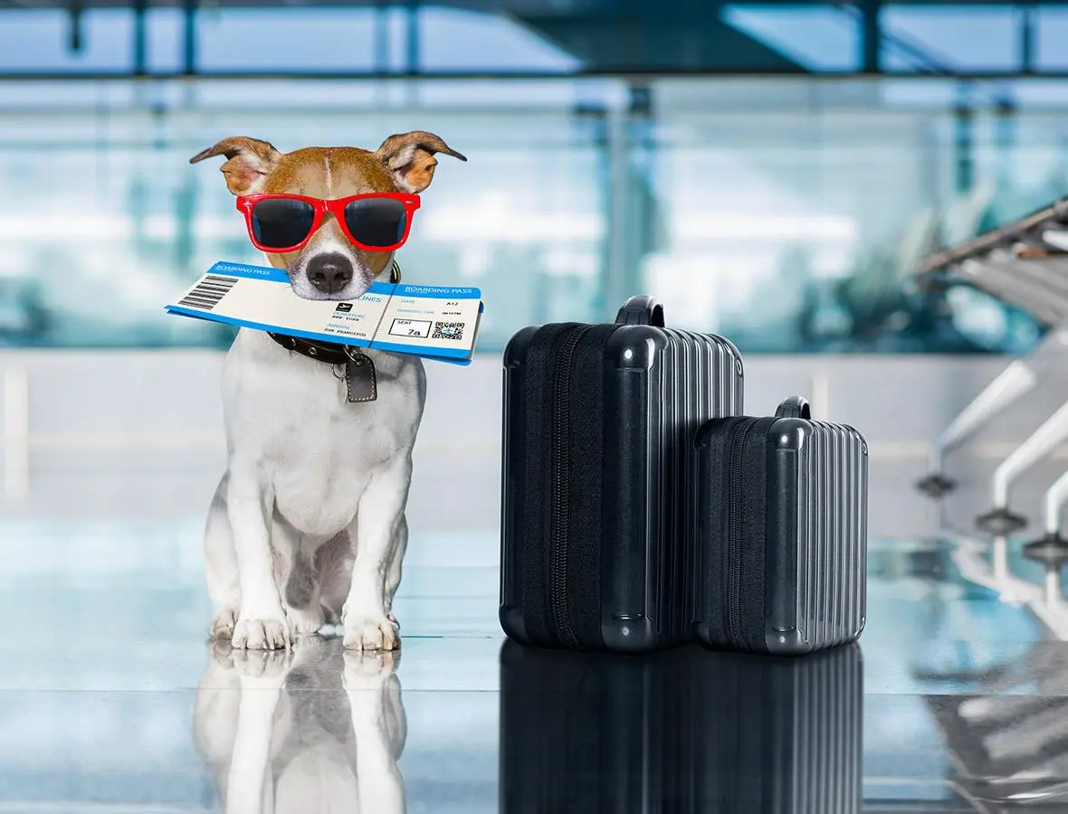 pet travel services business